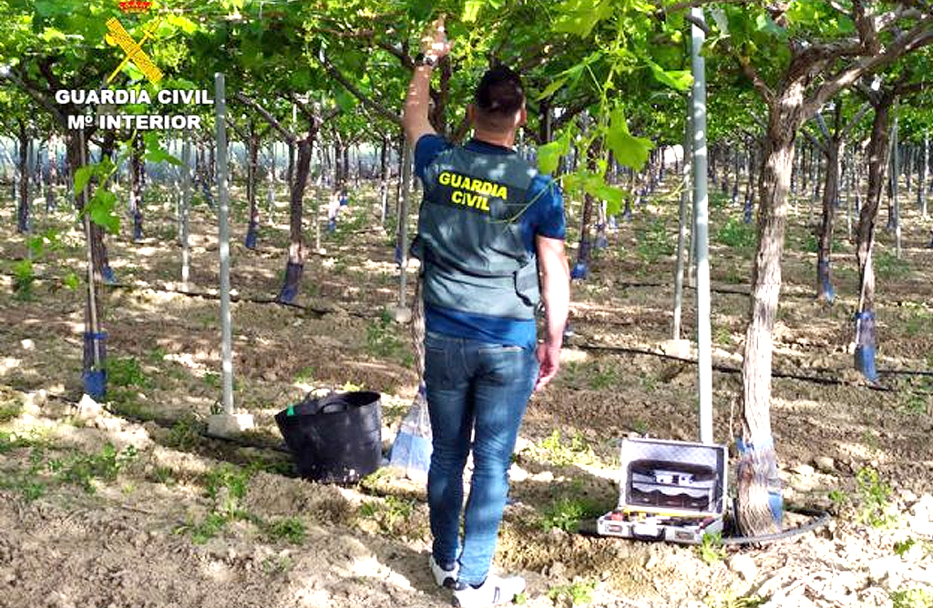 Decomisan dos toneladas de uva sustraída de explotaciones del Valle del Guadalentín 